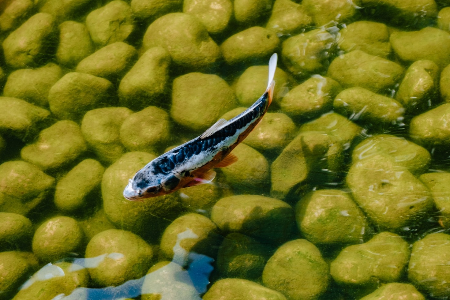 Von der Planung zur Umsetzung: Erfolgreich im Garten